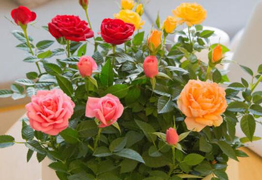 玫瑰花鲜花怎么养时间比较久[玫瑰花鲜花的养殖方法和注意事项有哪些]